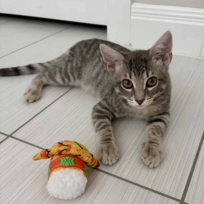 A baby medium-sized male Tabby (Gray / Blue / Silver) Domestic Short Hair cat named Greyson for adoption in Austin, TX