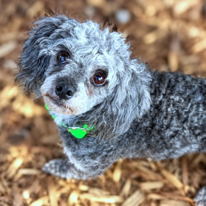 A senior small-sized male Gray / Blue / Silver Miniature Poodle dog named Andres for adoption in Boerne, TX
