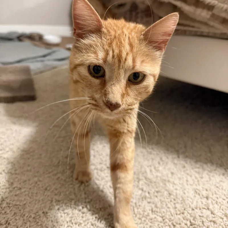 An adult medium-sized female Orange / Red Domestic Short Hair cat named Vera for adoption in Spokane, WA
