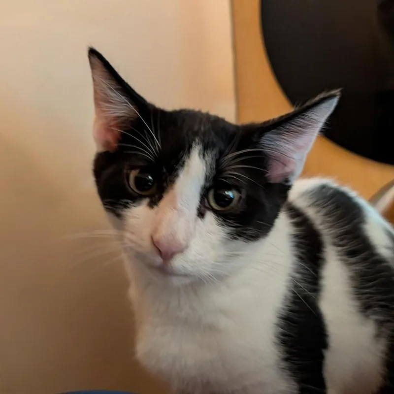 A baby small-sized male Black Domestic Short Hair cat named Moo Moo for adoption in Washington Township, OH