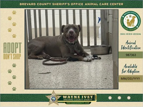 An adult large-sized male Mixed Breed dog named Button for adoption in Melbourne, FL