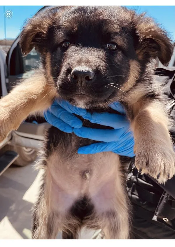 A baby medium-sized male Shepherd dog named Chancho for adoption in Victorville, CA