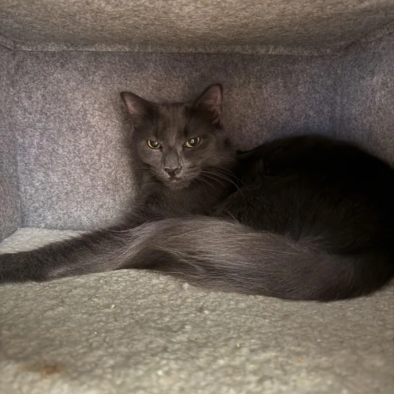 A young medium-sized male Domestic Medium Hair cat named Jude and Jet for adoption in Branford, CT