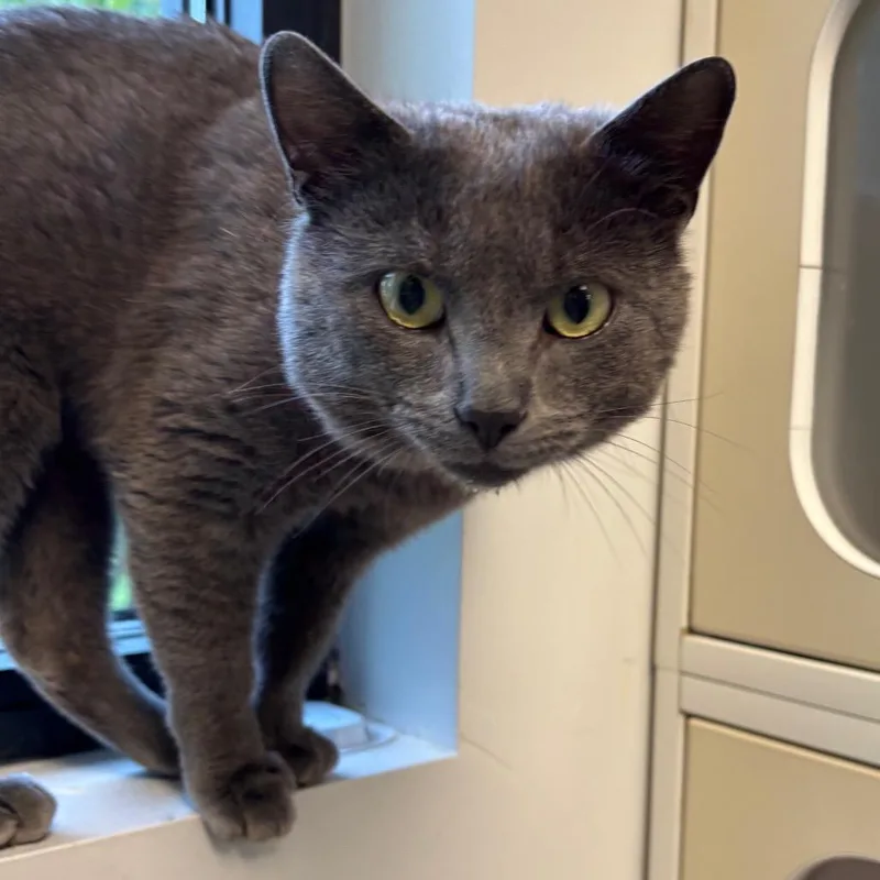 A young medium-sized male Gray / Blue / Silver Domestic Short Hair cat named Stefano for adoption in Naperville, IL