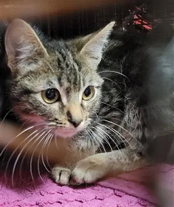 A young small-sized male Domestic Short Hair cat named Three for adoption in Van Nuys, CA