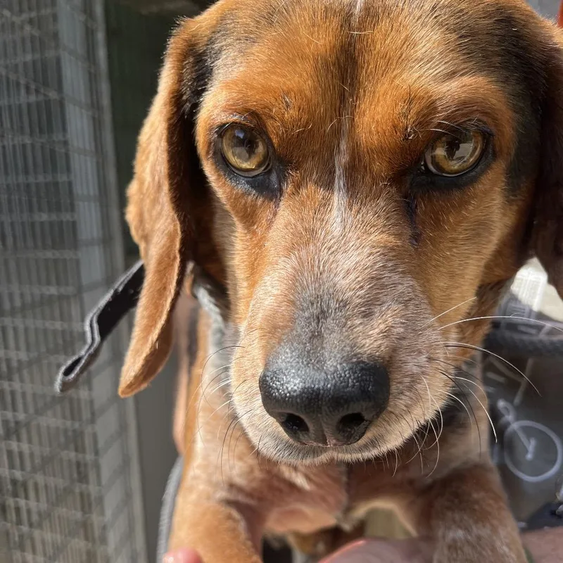 An adult medium-sized male Brown / Chocolate Beagle dog named Bear for adoption in Belleville, IL