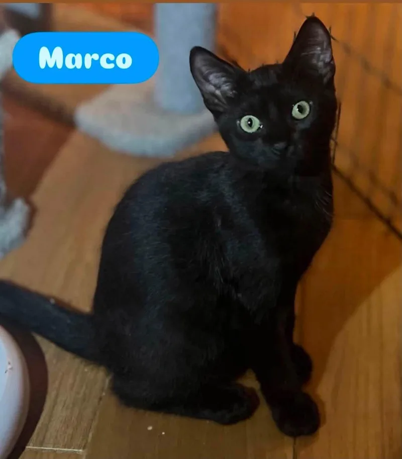 A baby small-sized male Black Domestic Short Hair cat named Marco for adoption in Staten Island, NY