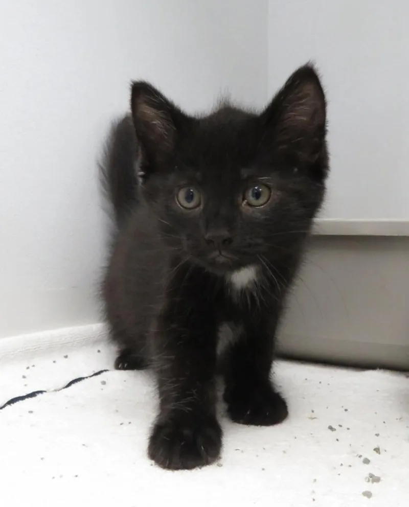 A baby medium-sized male Domestic Short Hair cat named Wool for adoption in Van Wert, OH