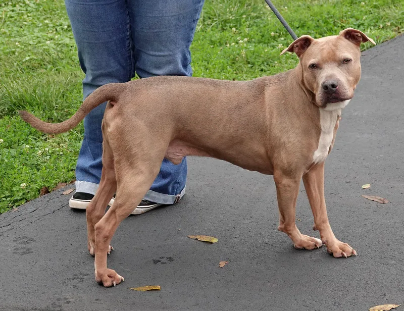 An adult medium-sized male Brown / Chocolate Terrier dog named Scooby for adoption in Millfield, OH