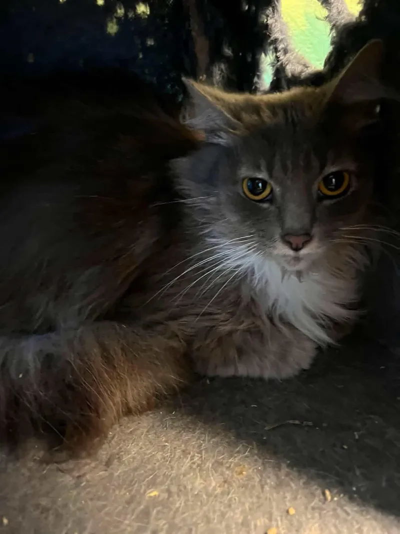 A young medium-sized female Domestic Long Hair cat named Peggy for adoption in Salem, WV