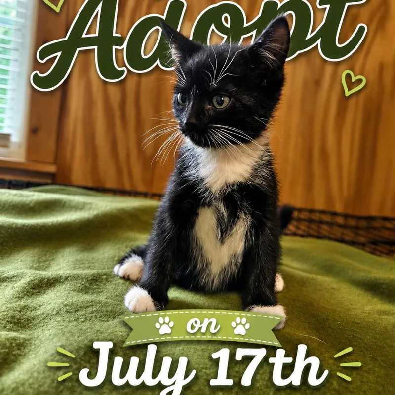 A baby small-sized female Black Domestic Medium Hair cat named Margo for adoption in Delta, AL