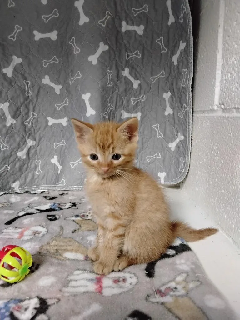 A baby medium-sized male Domestic Short Hair cat named Chester for adoption in Ada, OK