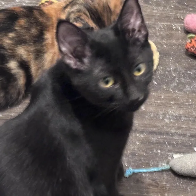 A baby medium-sized female Black Domestic Short Hair cat named Onyx for adoption in Liverpool, TX