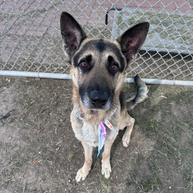 An adult large-sized male German Shepherd Dog dog named Scout for adoption in Houston, TX