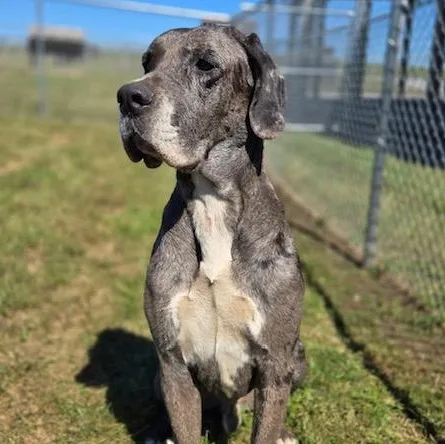 An adult extra large-sized male Gray / Blue / Silver Great Dane dog named Astro for adoption in Albany, NY