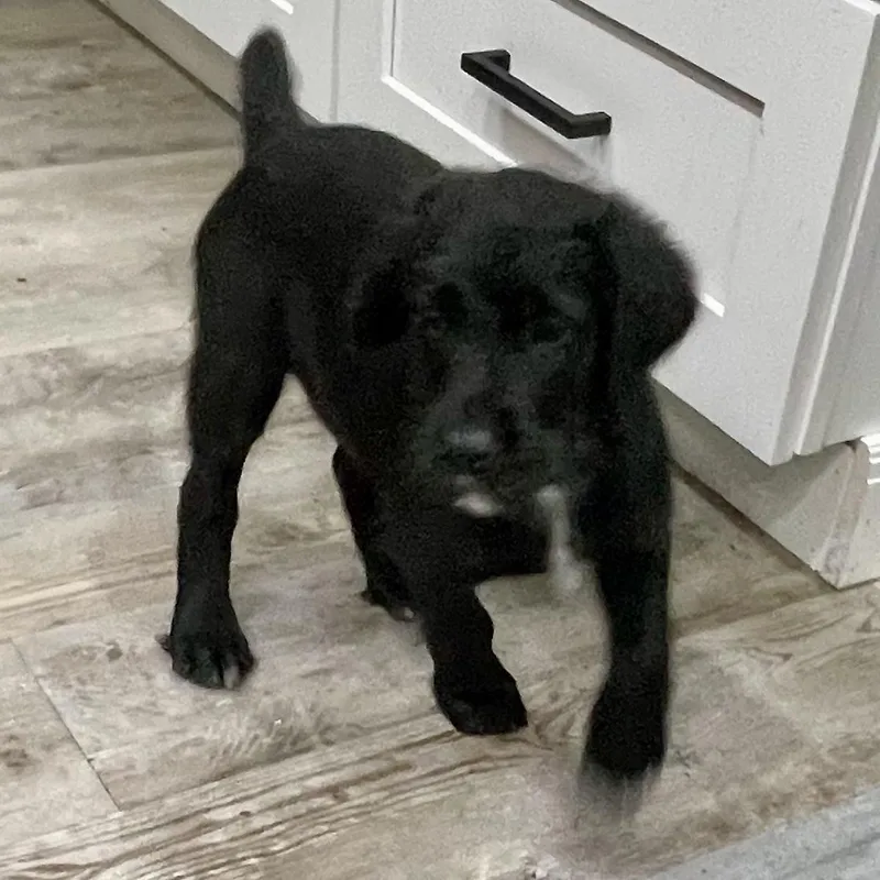 Scottie Girl