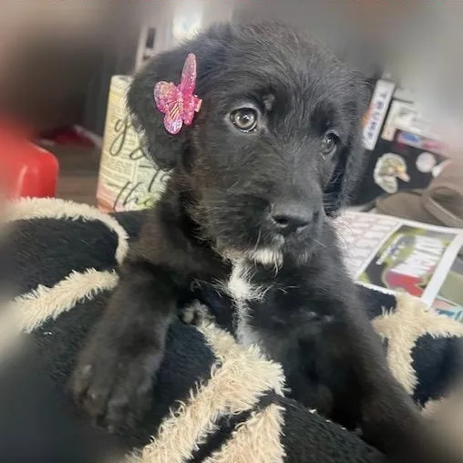 Scottie Girl thumbnail 2
