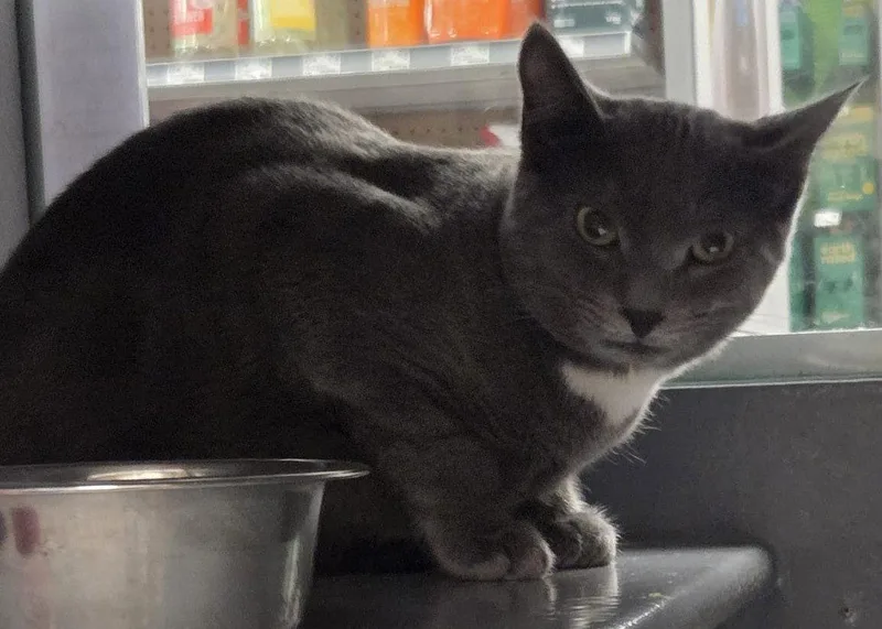 A young medium-sized male Domestic Short Hair cat named Jester for adoption in Spring Lake, NJ