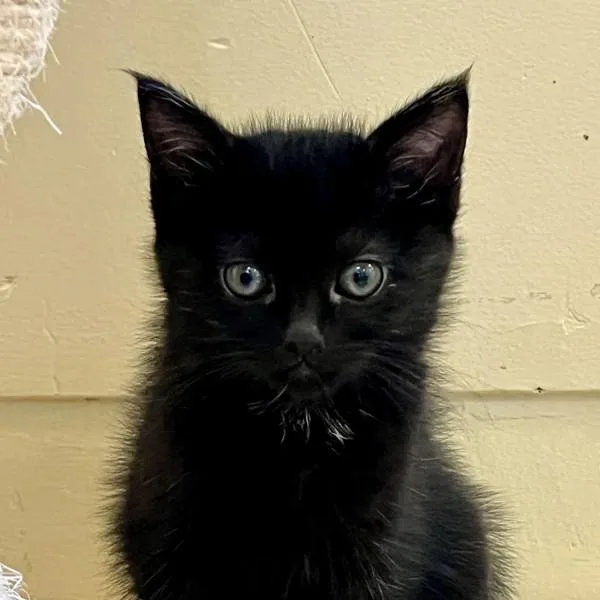 A baby small-sized female Domestic Medium Hair cat named Aisha for adoption in Walnut Creek, CA