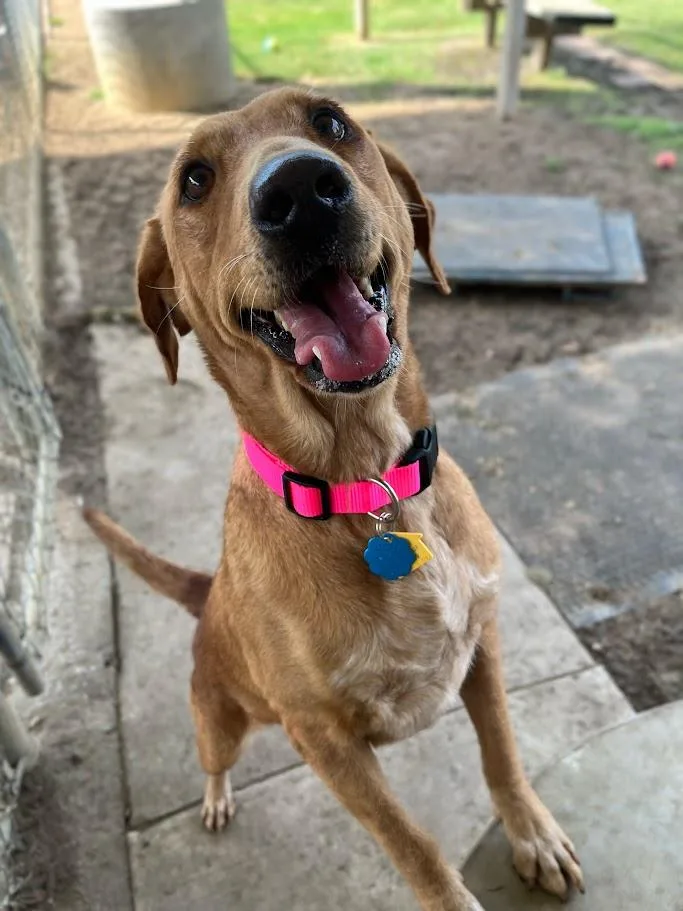 Cherry A thumbnail 2