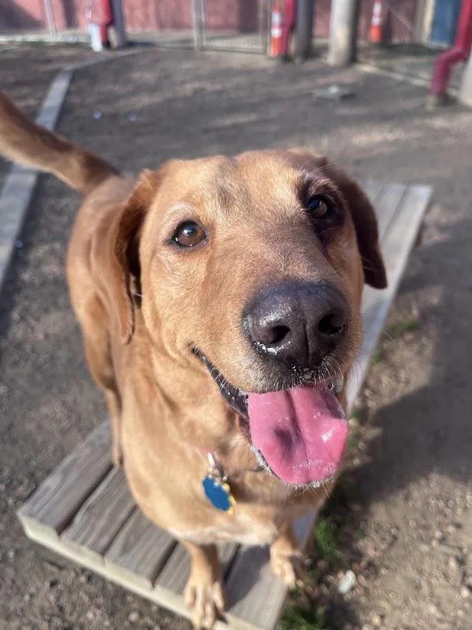 Cherry A thumbnail 3