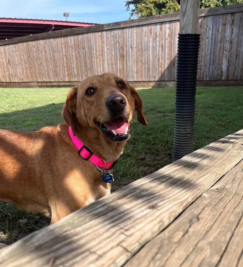 Cherry A thumbnail 4