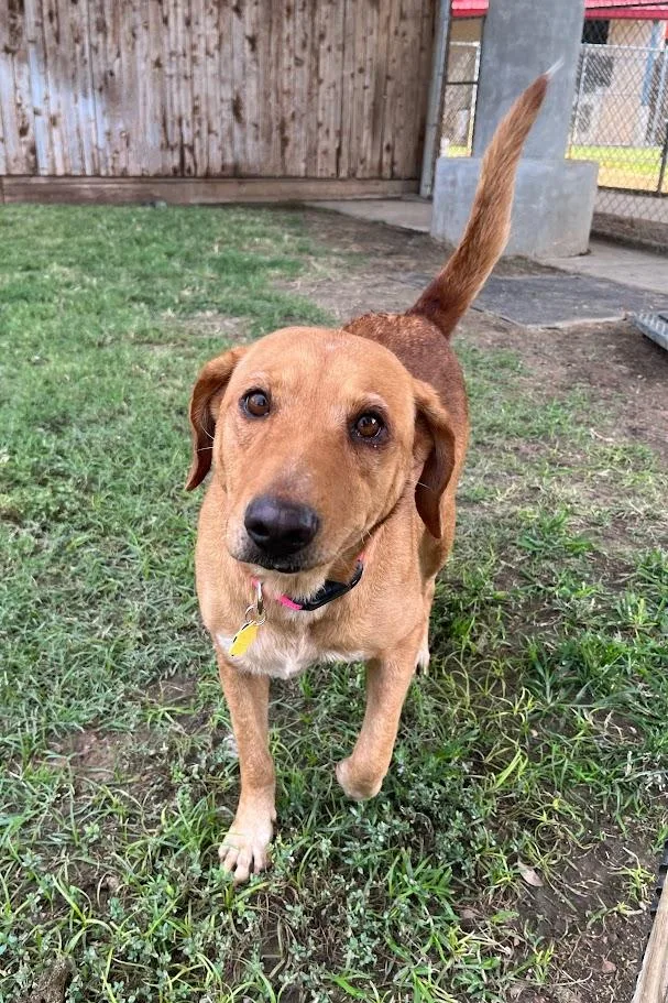 Cherry A thumbnail 5