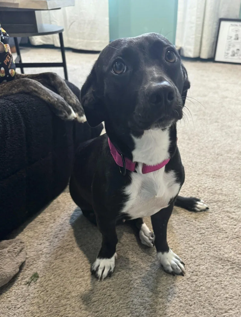 A young medium-sized female Dachshund dog named Gladys for adoption in Cliffwood, NJ