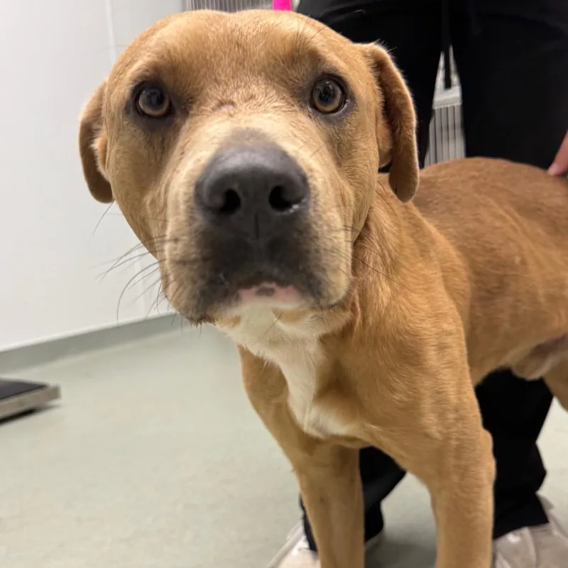 An adult medium-sized male Yellow / Tan / Blond / Fawn Pit Bull Terrier dog named Emmett for adoption in Abilene, TX