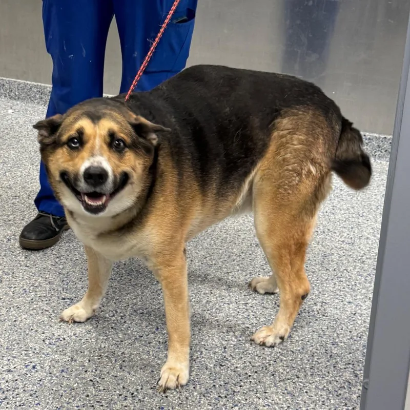 A senior medium-sized female Yellow / Tan / Blond / Fawn Hound dog named Lexie for adoption in Greenville, SC