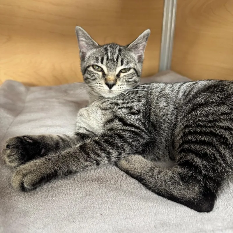 A baby small-sized female Gray / Blue / Silver Domestic Short Hair cat named Catniss for adoption in Brookfield, WI