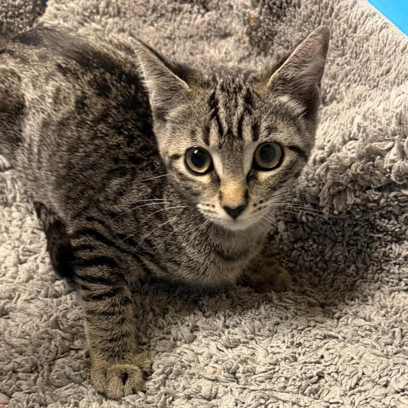 Catniss thumbnail 2