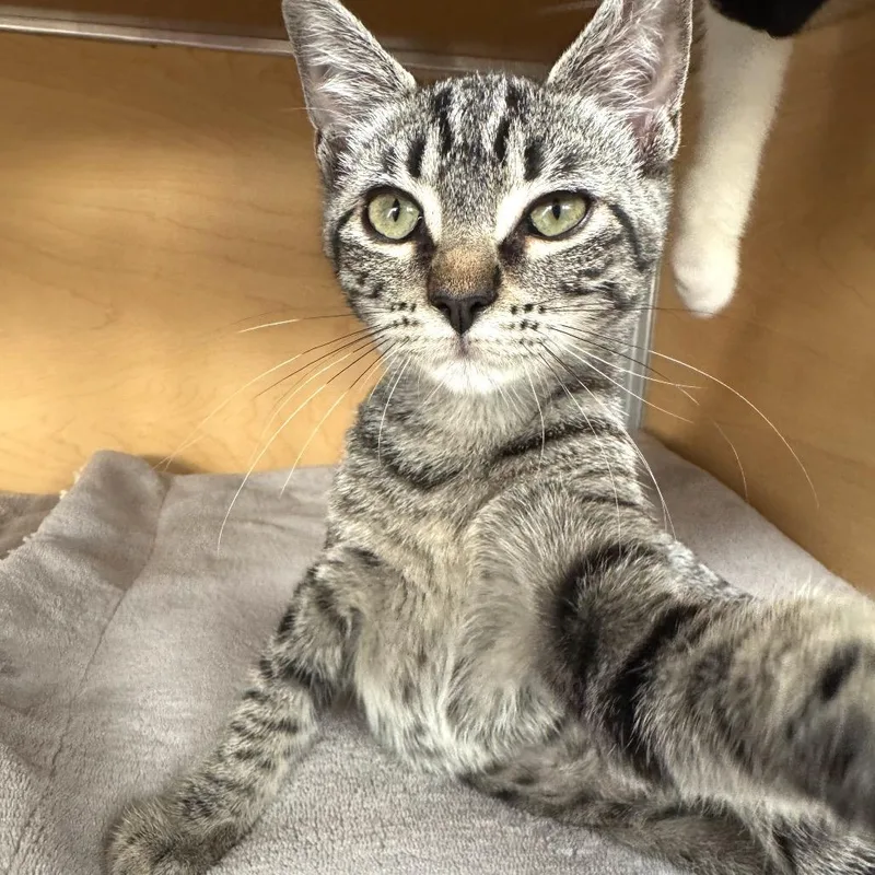 Catniss thumbnail 3