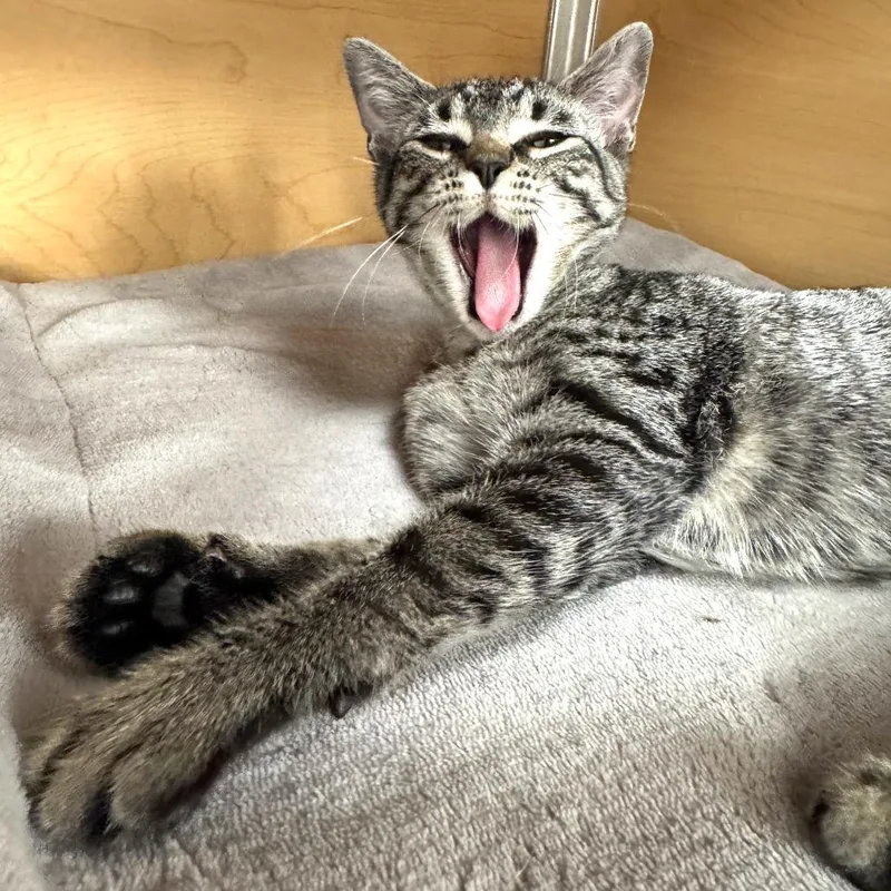 Catniss thumbnail 4