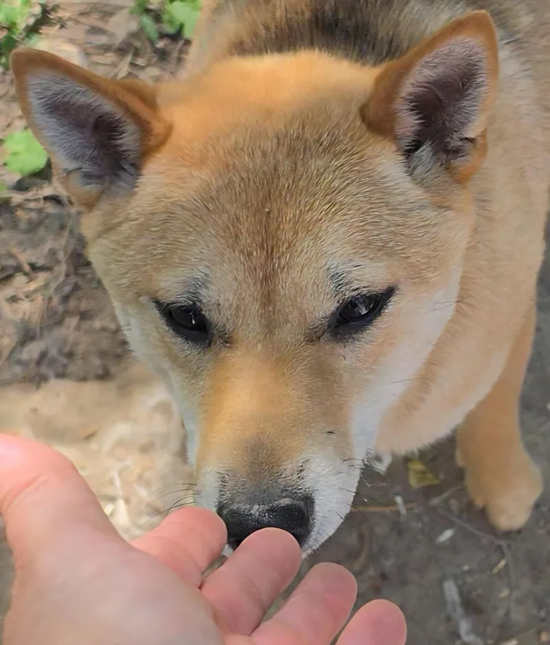 A young small-sized female Apricot / Beige Shiba Inu dog named JunJim for adoption in LaGrange, IN