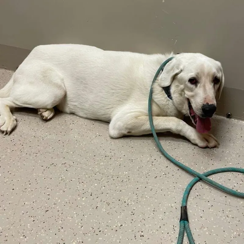 An adult extra large-sized male Akbash dog named Nigel for adoption in Whitewright, TX