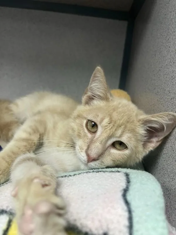 A baby small-sized male Domestic Short Hair cat named Cosmo for adoption in Skillman, NJ