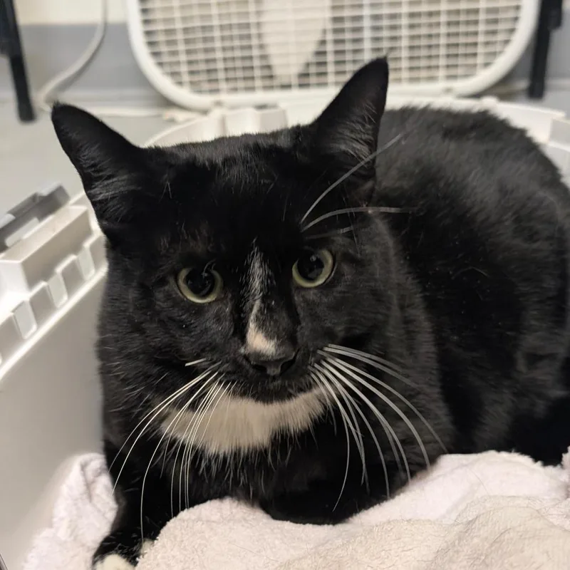 An adult large-sized female Black Domestic Short Hair cat named Fruity Pebbles  Freja for adoption in Charlottesville, VA