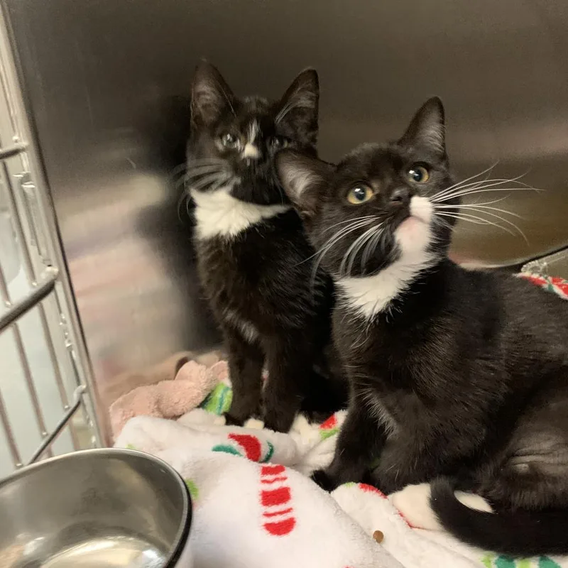 Fruity Pebbles  Freja thumbnail 3