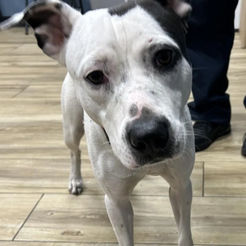 A baby medium-sized female White / Cream Pit Bull Terrier dog named Polka Dot for adoption in Newark, NJ