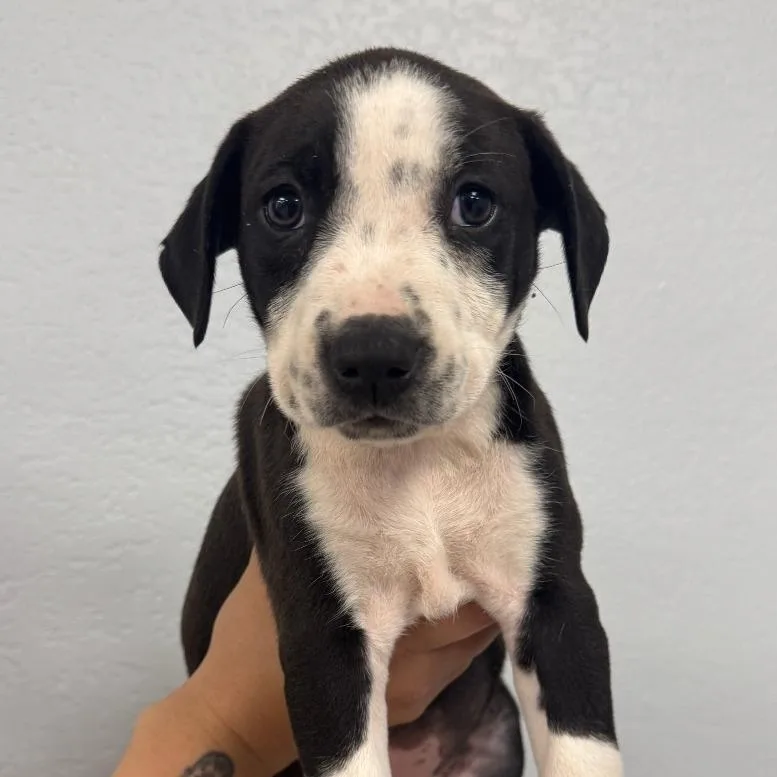 A baby small-sized female Black American Bulldog dog named Pipsqueak for adoption in Waco, TX