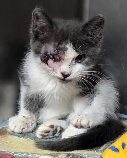 A baby small-sized male Domestic Short Hair cat named Feddy for adoption in Fairhope, AL