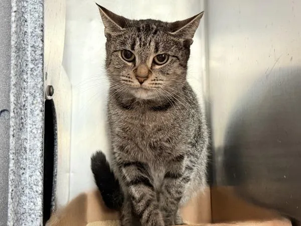 An adult medium-sized female Domestic Short Hair cat named Cajun Fries for adoption in New York, NY