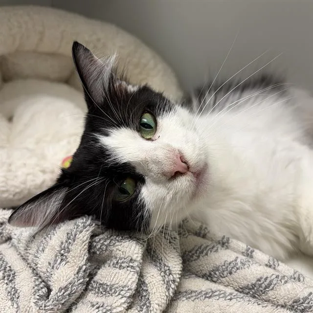 An adult small-sized female Domestic Medium Hair cat named Manya for adoption in Centerville, MA