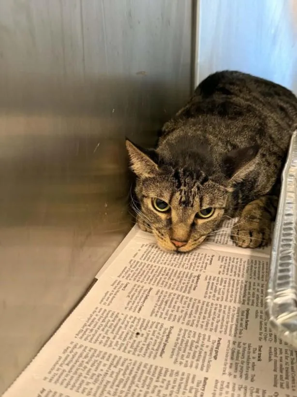 An adult medium-sized male Domestic Short Hair cat named Larson for adoption in Houston, TX