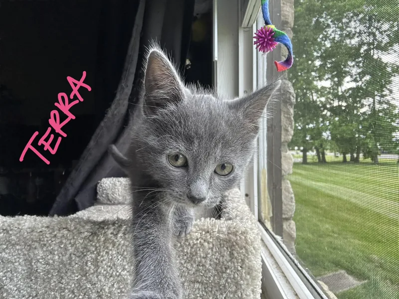 A baby small-sized female Gray / Blue / Silver Domestic Short Hair cat named Terra for adoption in Indianapolis, IN