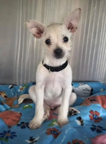 A baby small-sized male Terrier dog named Jaye for adoption in Kansas City, MO