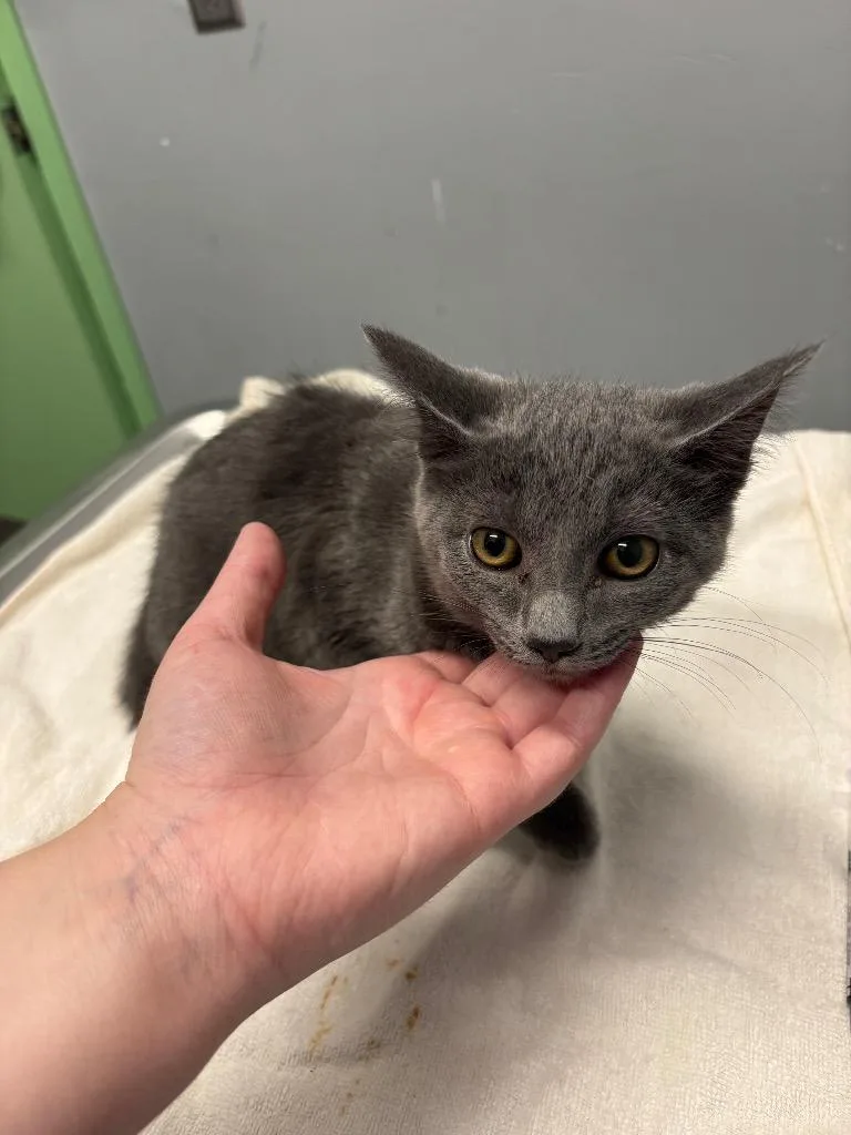 A baby medium-sized female Domestic Short Hair cat named Trolli for adoption in Bloomington, IN