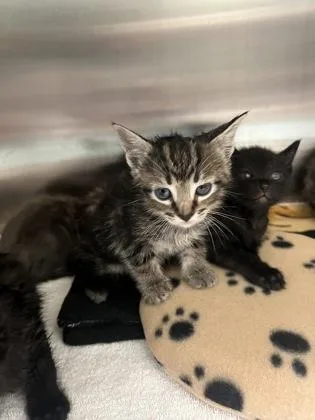 A baby small-sized female Domestic Short Hair cat named Prongs for adoption in Fishers, IN