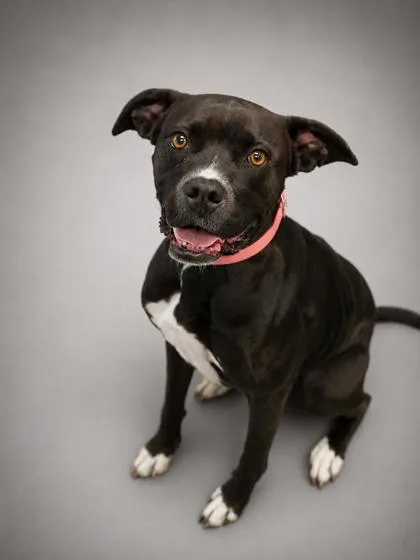 A baby small-sized female Pit Bull Terrier dog named Millie for adoption in Bowling Green, KY